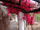 Entryway with bougainville
